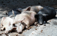 Schweinehaufen auf der Strae nach Porto